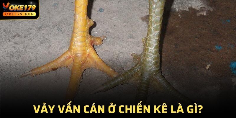 Vảy vấn cán ở chiến kê là gì?